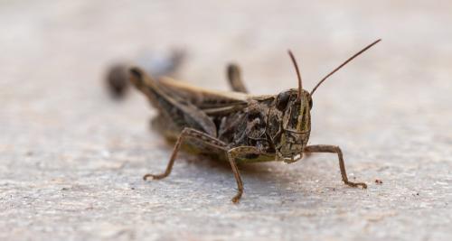 Chorthippus sp.